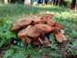 Csoportos tuskógomba (Desarmillaria tabescens), Őrség